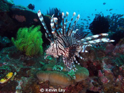 lion fish macro no strobe magic filter total novice. by Kevin Lay 
